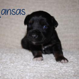 Kansas - Black tri-color male Australian Shepherd puppy in Crockett, Texas from Southern Paws Mini Aussies