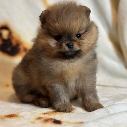 Light Boy - Pomeranian puppy from Montefino Pomeranians