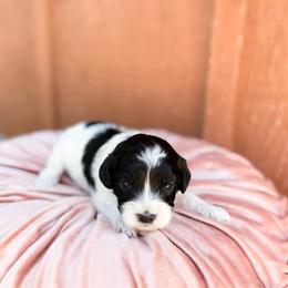 Bubbles - Black and white female Cavapoo puppy in Wamego, Kansas from Doodles of Oz