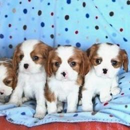 Archie - Blenheim male Cavalier King Charles Spaniel puppy in San Jose, California from Alpine Meadows Cavaliers