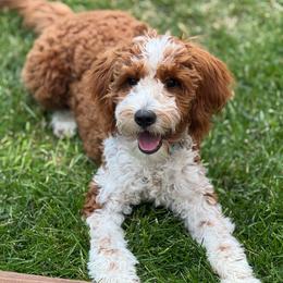 Teddy - Goldendoodle