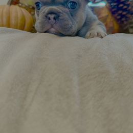 French Bulldog Puppies from Fun & Frenchie Free, LLC