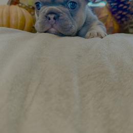 French Bulldog Puppies from Fun & Frenchie Free, LLC