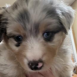 Murphy- Black - Blue merle male Australian Shepherd puppy in Hayward, California from Grissom’s Aussies