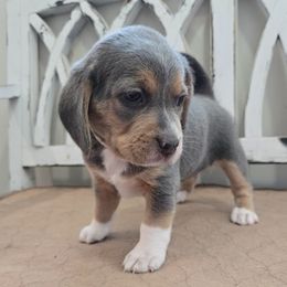Light Pink - Blue tan and white female Beagle puppy in Henefer, Utah from Lazy G Kennels