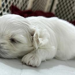 Maltese Puppies from Platinum Dunes Maltese Kennel