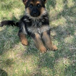 Red - Black and red male German Shepherd puppy in Sacramento, California from Von Blackwolf German Shepherds