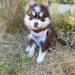 Munchkin - Red and white female Pomsky puppy in Coos Bay, Oregon from Ocean View Pomskies