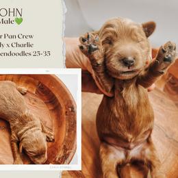 John - Red  male Goldendoodle puppy in Hilton, New York from The House of Goldendoodle