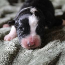 Boy 3 - male Australian Shepherd puppy in Brooker, Florida from The Great Bambino SunState Aussies!