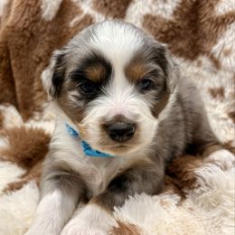 Light blue - Blue merle male Miniature Australian Shepherd puppy in 32046, Florida from River Hill Ranch
