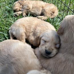 Dachshund and Golden Retriever Puppies from HS Goldens