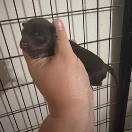 Odette - Liver female Miniature Schnauzer puppy in Happyland, Oklahoma from Fraizer Farms