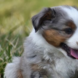 Australian Shepherds and Miniature Australian Shepherds from Baileys Mini Aussies