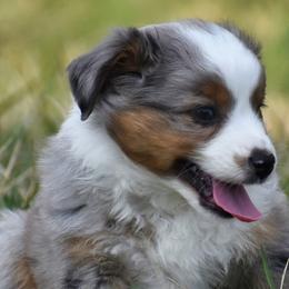 Australian Shepherds and Miniature Australian Shepherds from Baileys Mini Aussies