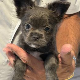 Chihuahua Puppies from JK Chihuahua