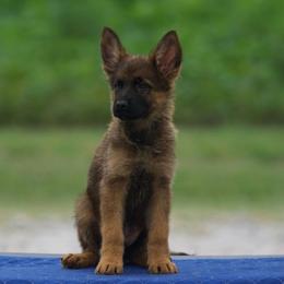 Crouton - Sable male German Shepherd puppy in Youngsville, North Carolina from Di casa Esperanza
