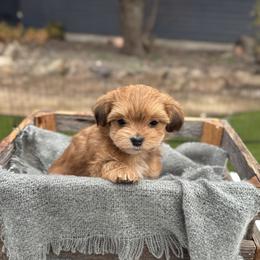 Havanese puppies from Hillside Havanese
