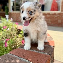 Savannah - Blue merle female Miniature Australian Shepherd puppy in Clarkesville, Georgia from North Georgia Gems