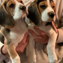Beagle Puppies from Devana