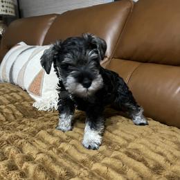 Gretchen - Salt and pepper female Miniature Schnauzer puppy in Wilmar, Arkansas from Cedar Ridge Ranch Mini Schnauzers