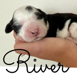 River - female Australian Mountain Doodle puppy in Chattanooga, Tennessee from Scenic City Doodles