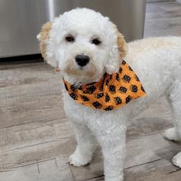 Willow - Goldendoodle