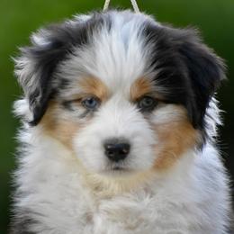 Australian Shepherd and Miniature American Shepherd Puppies from Bright Heart Aussies & Miniature American Shepherds