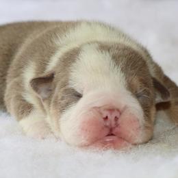 Diesel - Lilac tri-color male Bulldog puppy in Winnsboro, Texas from JP Ranch Bulldogs