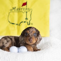 Dachshund Puppies from MyGaDachs