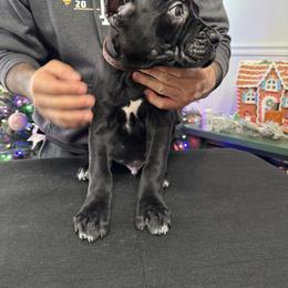 Cane Corso Puppies from Gaxx Corsos