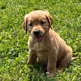 Light blue - Golden female Golden Retriever puppy in Lake City, Minnesota from Windcliff Goldens