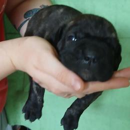 Green collar - Black brindle male Cane Corso puppy in Los Lunas, New Mexico from Top Gun Kennels NM