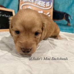 Lilly - Cream female Dachshund puppy in East Dover, Vermont from Audet’s Mini Dachshunds