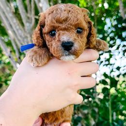Sirloin - Red male Cavapoo puppy in San Antonio, Texas from Cariad Doodles