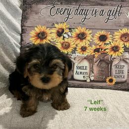 Leif - Black and tan male Yorkshire Terrier puppy in Forest, Virginia from Majestic Touch Kennels and Pet Services