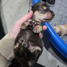 Boy 1 - Dapple male Dachshund puppy in Fulton, Missouri from New Hope Dachshund Puppies
