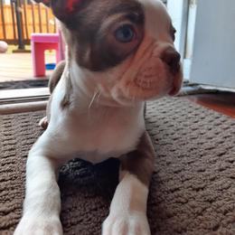 Boston Terrier Puppies from Lola’s House of Bostons & Rescue