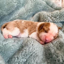 Peanut Brittle - Blenheim female Cavalier King Charles Spaniel puppy in De Soto, Missouri from Blooming Cavaliers