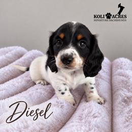 Diesel - Piebald male Dachshund puppy in Kemp, Texas from Koli Acres