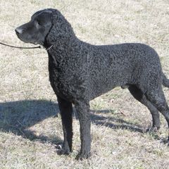 Curly-Coated Retriever All Grown Up from Kurly Kreek