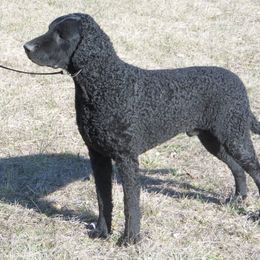 Curly-Coated Retriever All Grown Up from Kurly Kreek