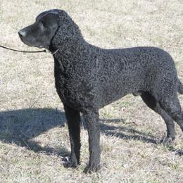 Curly-Coated Retriever All Grown Up from Kurly Kreek