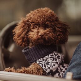 Coffee - Poodle