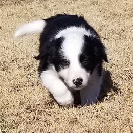 Border Collie Puppies from Bond Border Collies
