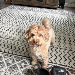 Soft Coated Wheaten Terrier and Whoodle Puppies from Miniature Whoodles & Wheaten terriers Utah