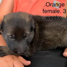 S litter - Sable female German Shepherd puppy in Effingham County, Illinois from Delaney Working Dogs