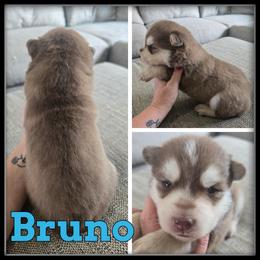 Bruno - Red and white male Siberian Husky puppy in Merrill, Michigan from Haase Family Kennels