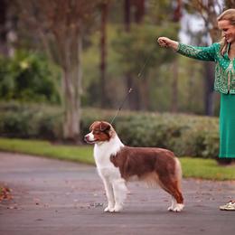 Australian Shepherd All Grown Up from Glenlake Australian Shepherds