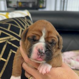 Dark pink - Fawn female Boxer puppy in Denver, Colorado from Yuni’s AKC Boxers